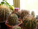 Домашние растения Кактусы, цена 15 Грн., Фото
