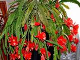 Домашние растения Кактусы, цена 15 Грн., Фото