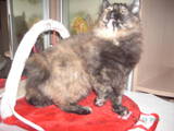 Кішки, кошенята Курильський бобтейл, ціна 5000 Грн., Фото