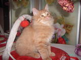 Кошки, котята Курильский бобтейл, цена 5000 Грн., Фото