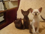 Кошки, котята Ориентальная, цена 3000 Грн., Фото