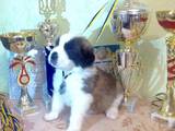 Собаки, щенята Сенбернар, ціна 8000 Грн., Фото