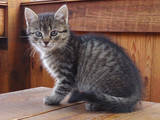Кішки, кошенята Невідома порода, ціна 1 Грн., Фото