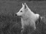 Собаки, щенята Біла Швейцарська вівчарка, ціна 3000 Грн., Фото