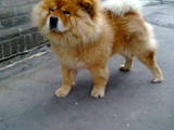 Собаки, щенята Чау-чау, ціна 7500 Грн., Фото