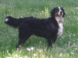 Собаки, щенята Гірський собака Берна, ціна 7000 Грн., Фото
