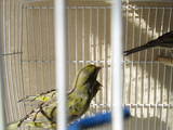 Попугаи и птицы Канарейки, цена 400 Грн., Фото