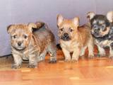 Собаки, щенки Норвичтерьер, цена 18000 Грн., Фото