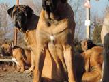 Собаки, щенята Англійська мастіф, ціна 12000 Грн., Фото