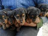 Собаки, щенки Вельштерьер, цена 3500 Грн., Фото
