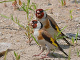 Попугаи и птицы Канарейки, цена 50 Грн., Фото
