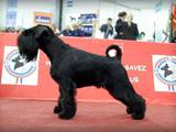 Собаки, щенята Цвергшнауцер, ціна 5500 Грн., Фото