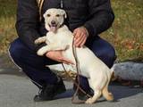 Собаки, щенята Невідома порода, ціна 100 Грн., Фото