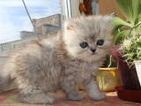 Кошки, котята Шиншилла, цена 2500 Грн., Фото