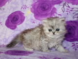 Кошки, котята Шиншилла, цена 2500 Грн., Фото