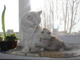 Кішки, кошенята Шиншила, ціна 2500 Грн., Фото