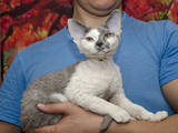Кішки, кошенята Девон-рекс, ціна 6000 Грн., Фото