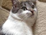 Кошки, котята Европейская короткошерстная, Фото