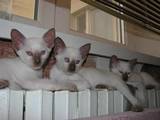 Кошки, котята Сиамская, цена 1000 Грн., Фото