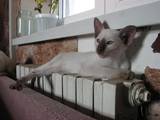 Кішки, кошенята Сіамська, ціна 1000 Грн., Фото