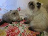 Кішки, кошенята Гімалайська, ціна 3000 Грн., Фото