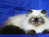 Кошки, котята Гималайская, цена 3000 Грн., Фото