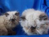 Кішки, кошенята Гімалайська, ціна 3000 Грн., Фото