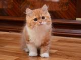 Кошки, котята Хайленд Фолд, цена 4000 Грн., Фото