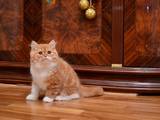Кішки, кошенята Highland Fold, ціна 4000 Грн., Фото