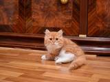 Кішки, кошенята Highland Fold, ціна 4000 Грн., Фото