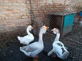 Птахівництво Гуси, ціна 800 Грн., Фото