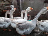 Птахівництво Гуси, ціна 800 Грн., Фото