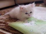 Кішки, кошенята Персидська, ціна 1500 Грн., Фото