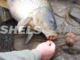Охота, рыбалка Места для рыбалки, цена 90 Грн., Фото