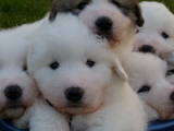Собаки, щенки Пиренейская горная собака, цена 15000 Грн., Фото
