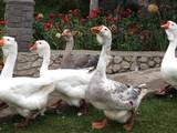Птицеводство Гуси, цена 800 Грн., Фото