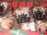 Собаки, щенки Тибетский спаниель, цена 100 Грн., Фото