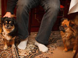 Собаки, щенки Тибетский спаниель, цена 100 Грн., Фото