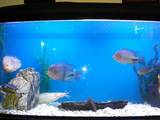 Рыбки, аквариумы Аквариумы и оборудование, цена 10000 Грн., Фото