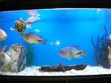 Рибки, акваріуми Акваріуми і устаткування, ціна 10000 Грн., Фото