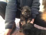 Собаки, щенки Восточно-Европейская овчарка, цена 1200 Грн., Фото