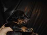 Собаки, щенята Далматин, ціна 7000 Грн., Фото