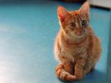 Кошки, котята Разное, цена 1 Грн., Фото