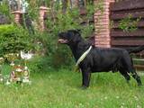 Собаки, щенята Лабрадор ретрівер, ціна 1000 Грн., Фото