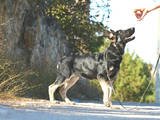Собаки, щенята Східно-Європейська вівчарка, ціна 5500 Грн., Фото