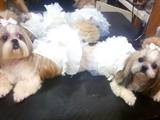 Собаки, щенки Лхаса апсо, цена 130 Грн., Фото