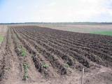 Дачи и огороды Черкасская область, цена 650000 Грн., Фото