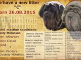 Собаки, щенки Мастино неаполетано, цена 38000 Грн., Фото