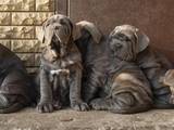 Собаки, щенята Мастіно неаполетано, ціна 38000 Грн., Фото