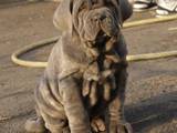 Собаки, щенята Мастіно неаполетано, ціна 38000 Грн., Фото